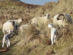 SX12853 Herd of lamb and sheep.jpg